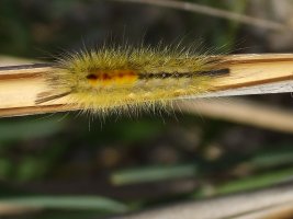 Identificazione bruco sconosciuto